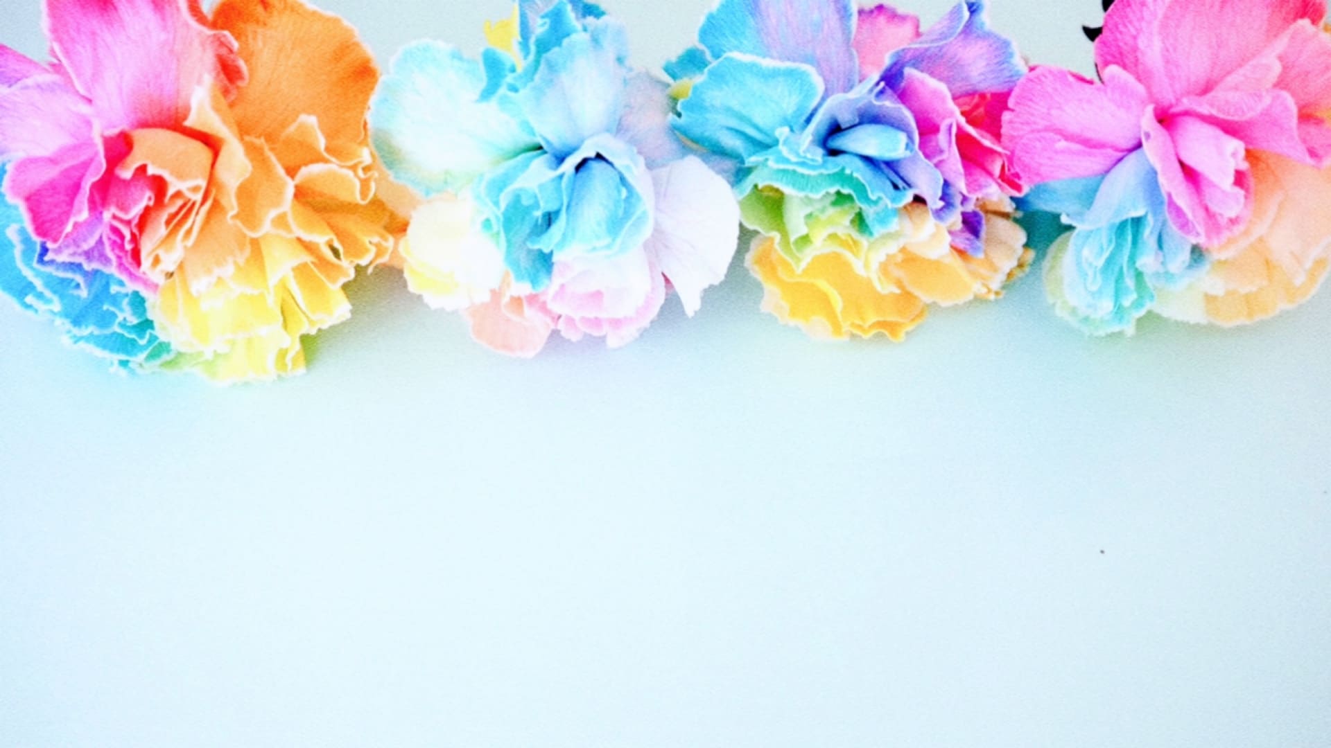 レインボーカーネーション